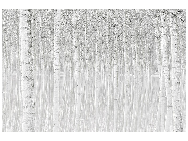 canvas-print-trees