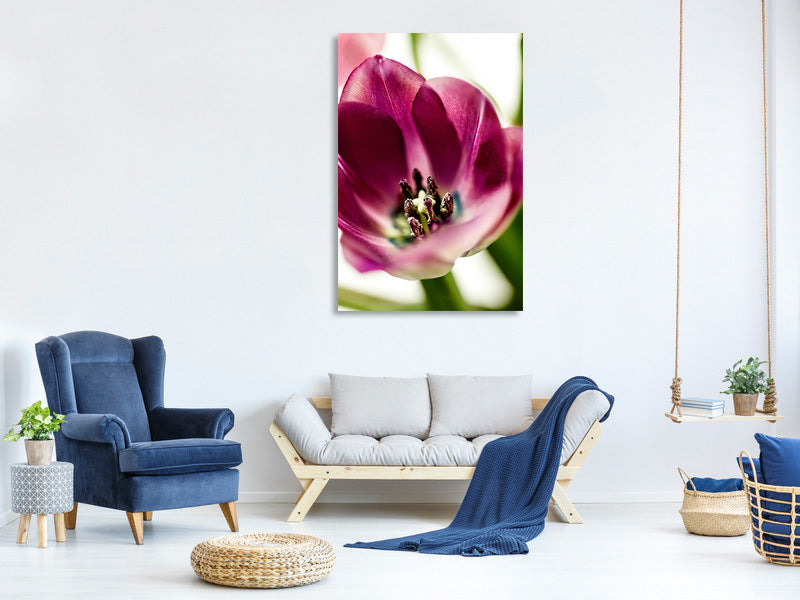 canvas-print-tulip-i