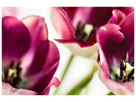 canvas-print-tulip-iv