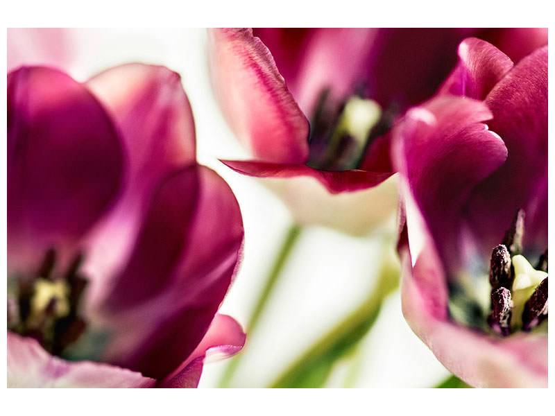 canvas-print-tulip-iv