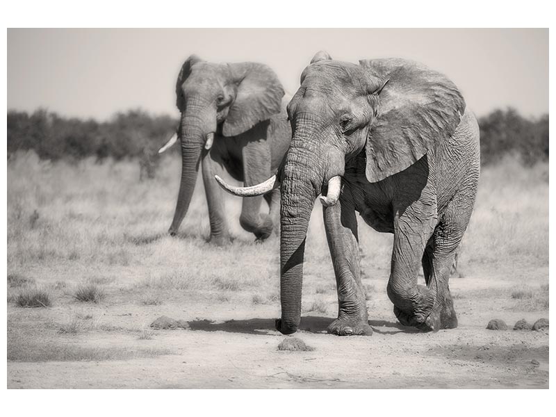 canvas-print-twin-elephants-x