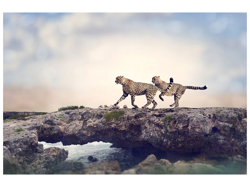 canvas-print-two-cheetahs