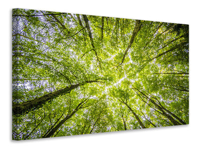 canvas-print-under-the-treetops