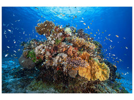 canvas-print-underwater-biodiversity-x