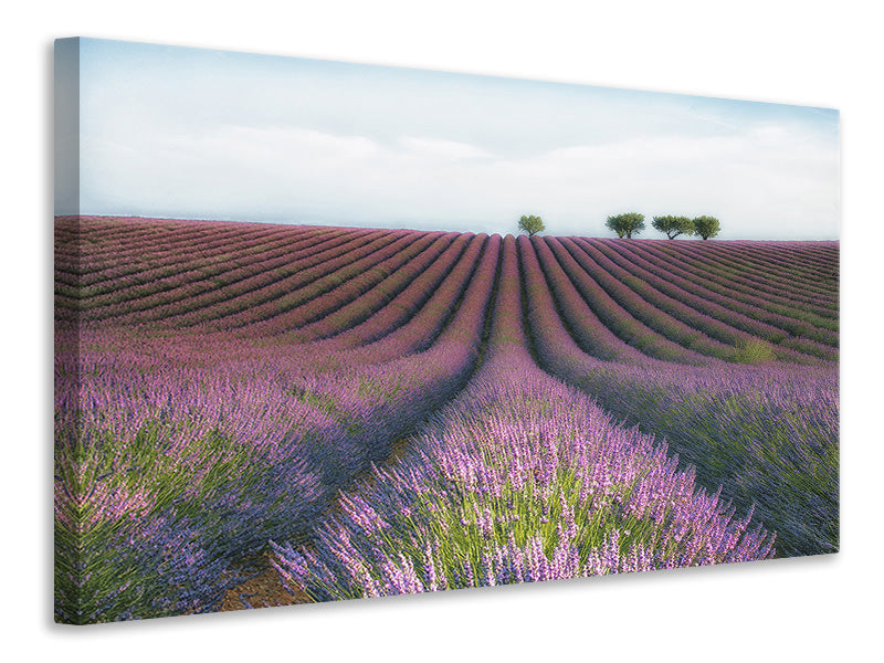 canvas-print-velours-de-lavender