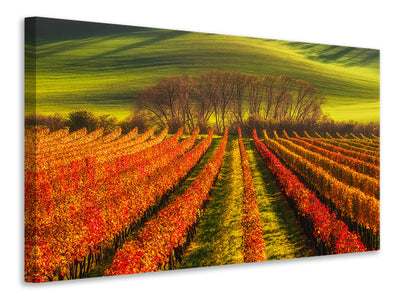 canvas-print-vine-growing