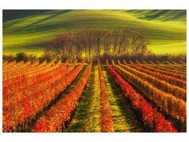 canvas-print-vine-growing