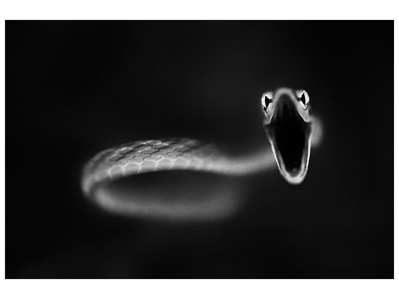 canvas-print-vine-snake-strike