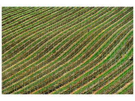 canvas-print-vineyard