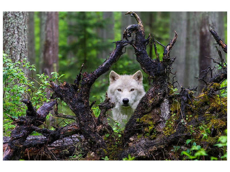 canvas-print-wolf-x