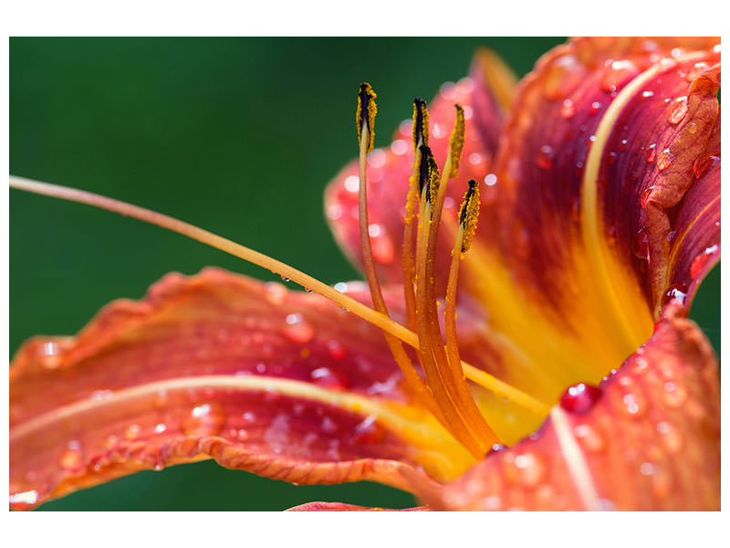 canvas-print-xxl-lily-in-orange