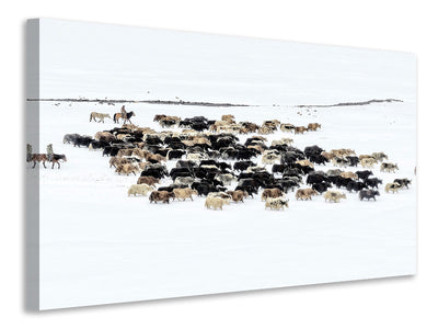 canvas-print-yaks-in-snow