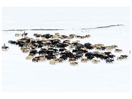 canvas-print-yaks-in-snow