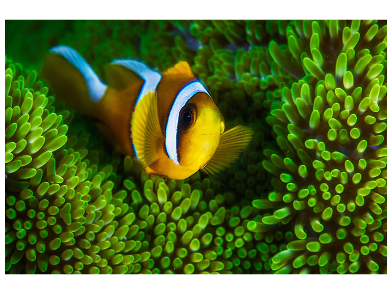 canvas-print-yellow-clownfish-on-green-anemon