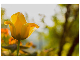 canvas-print-yellow-tulip-in-the-nature
