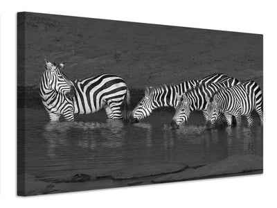 canvas-print-zebras-drinking-x
