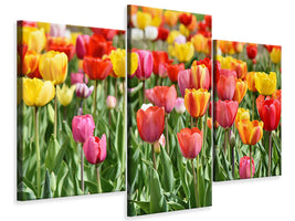 modern-3-piece-canvas-print-a-colorful-tulip-field