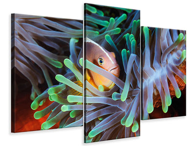 modern-3-piece-canvas-print-clownfish