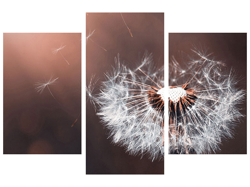 modern-3-piece-canvas-print-dandelion-in-the-evening-light