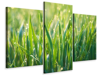 modern-3-piece-canvas-print-grass-with-morning-dew-xl