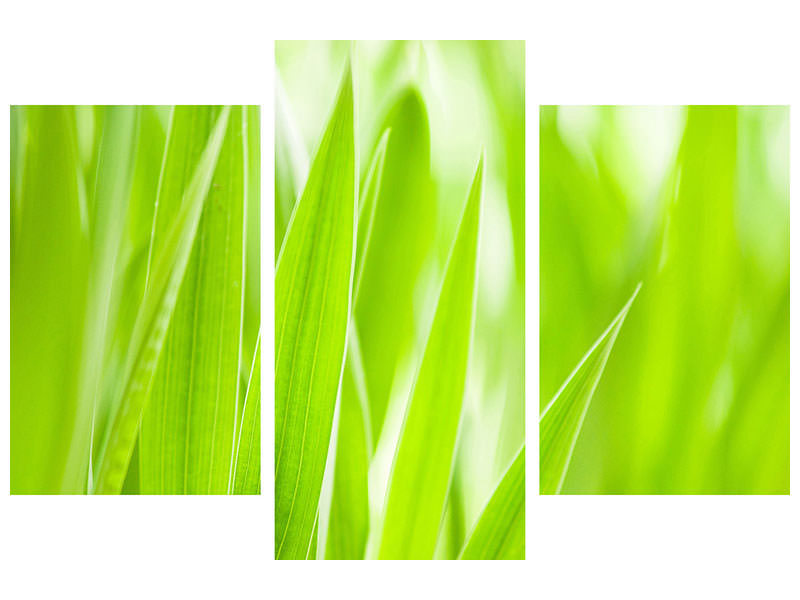 modern-3-piece-canvas-print-grass-xxl