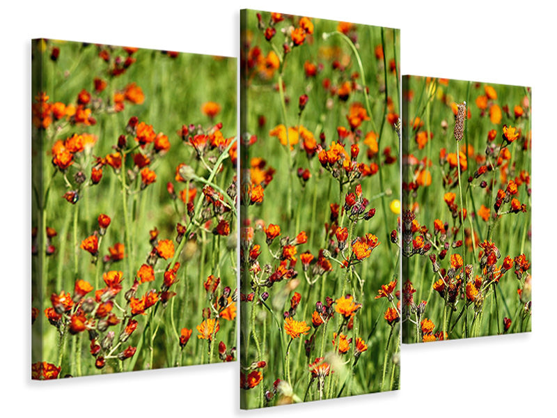 modern-3-piece-canvas-print-hawkweeds