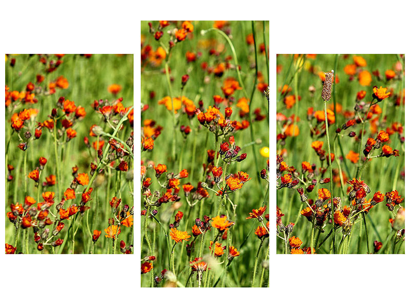 modern-3-piece-canvas-print-hawkweeds