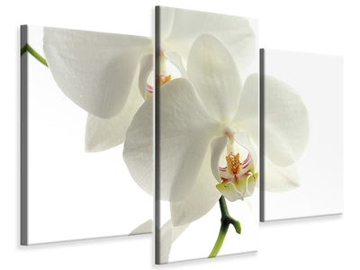 modern-3-piece-canvas-print-orchids-bloom
