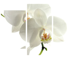 modern-3-piece-canvas-print-orchids-bloom