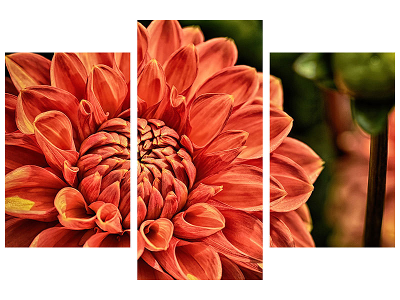 modern-3-piece-canvas-print-painting-of-a-dahlia