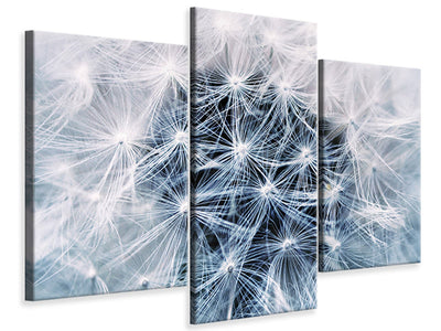 modern-3-piece-canvas-print-ripe-dandelion-close-up