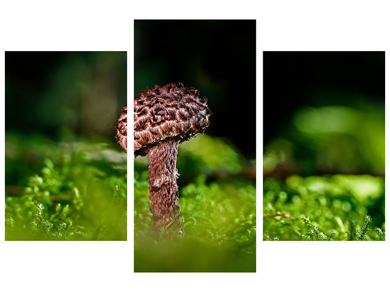 modern-3-piece-canvas-print-strobilomyces-strobilaceus