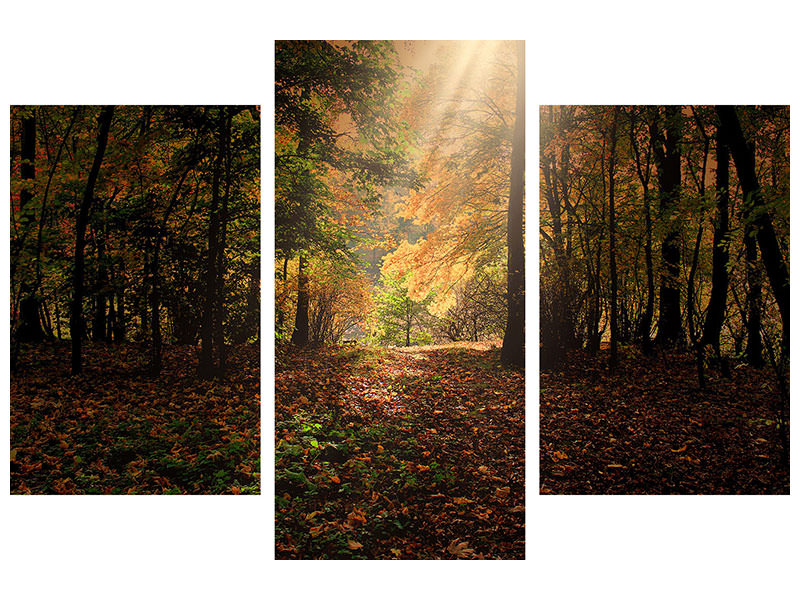 modern-3-piece-canvas-print-the-deciduous-forest