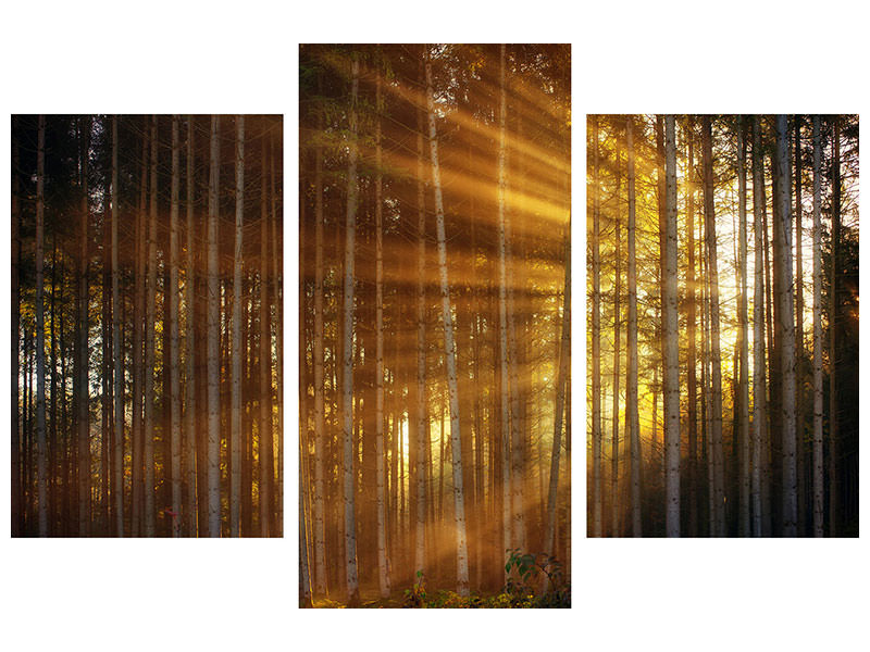 modern-3-piece-canvas-print-trees-in-sunbeams