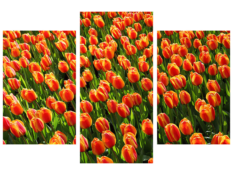 modern-3-piece-canvas-print-tulip-field-in-orange