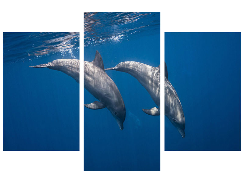 modern-3-piece-canvas-print-two-bottlenose-dolphins