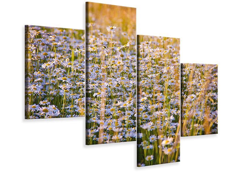 modern-4-piece-canvas-print-a-field-full-of-camomile