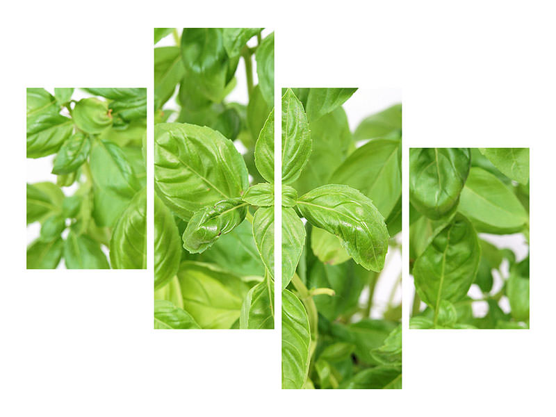 modern-4-piece-canvas-print-basil-in-xxl