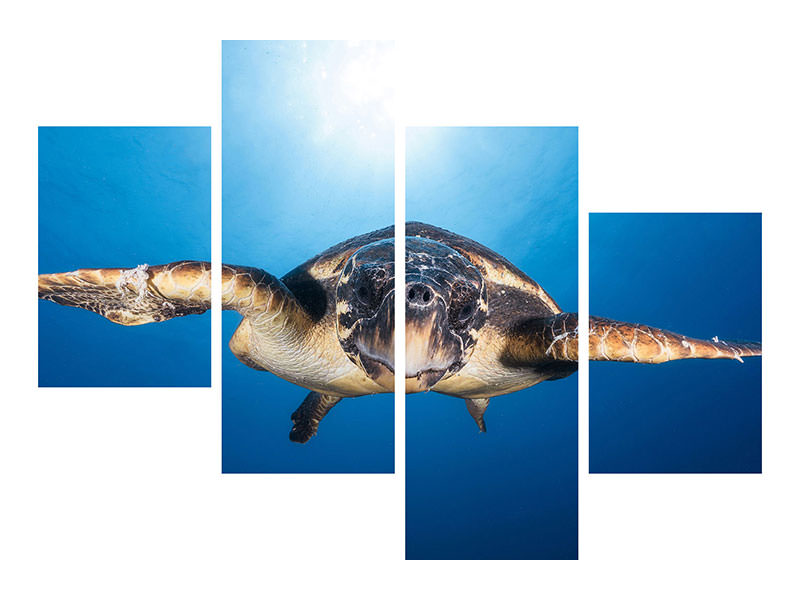 modern-4-piece-canvas-print-face-to-face-with-a-hawksbill-sea-turtle