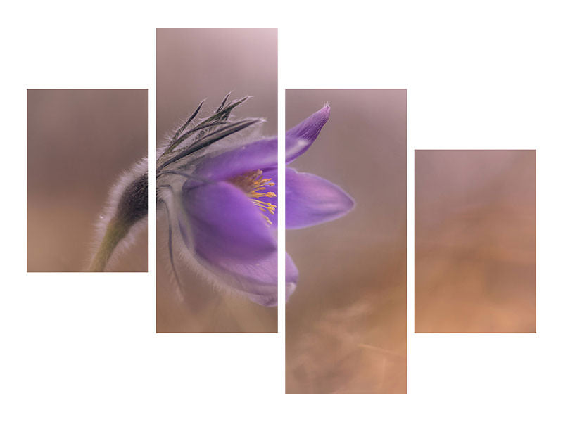 modern-4-piece-canvas-print-pulsatilla-vulgaris