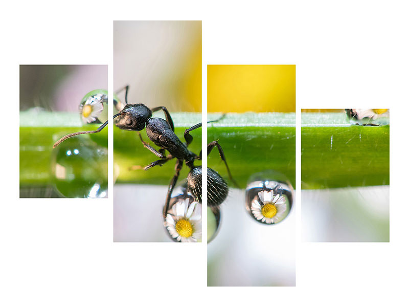 modern-4-piece-canvas-print-the-ant-between-the-drops