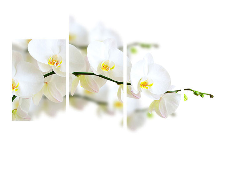 modern-4-piece-canvas-print-white-orchids