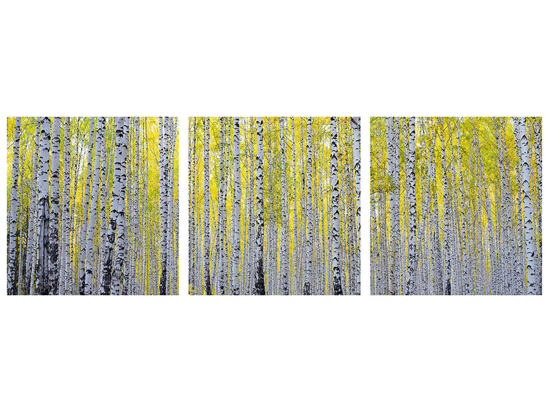 panoramic-3-piece-canvas-print-autumnal-birch-forest