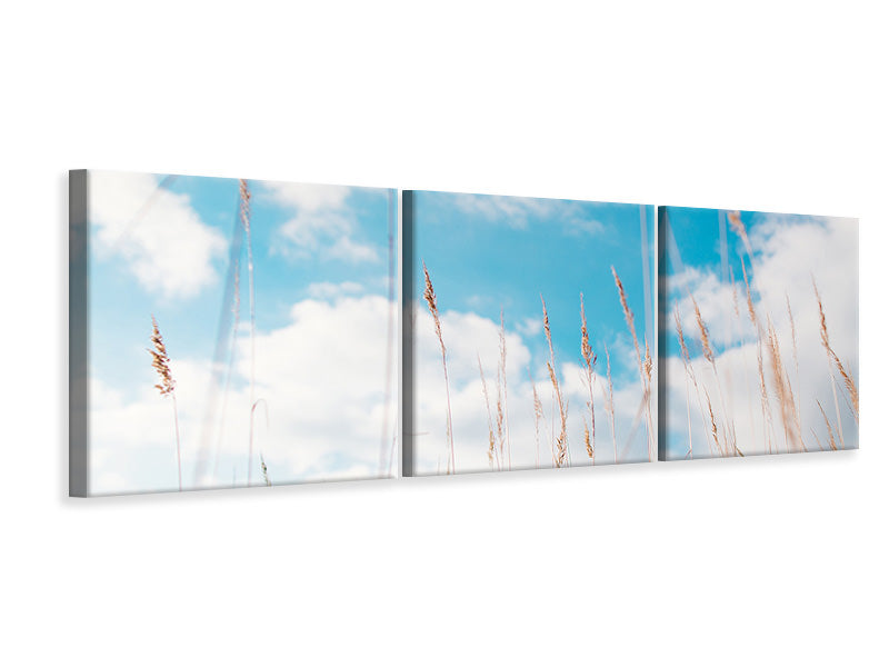 panoramic-3-piece-canvas-print-blades-of-grass-in-the-sky