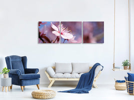 panoramic-3-piece-canvas-print-close-up-cherry-blossom