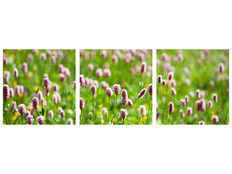 panoramic-3-piece-canvas-print-clover