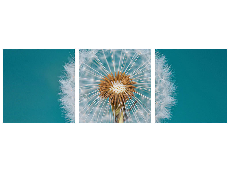 panoramic-3-piece-canvas-print-dandelion-a