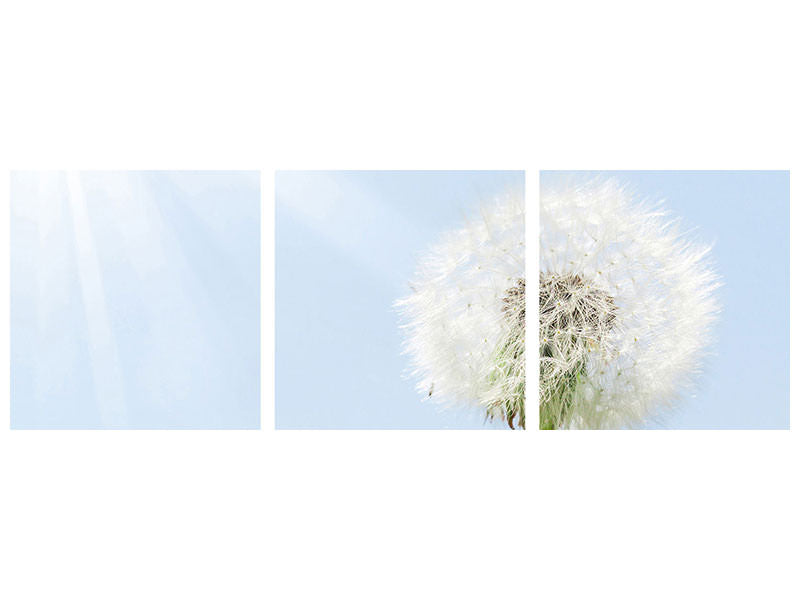 panoramic-3-piece-canvas-print-dandelion-in-sunbeam