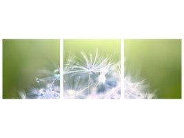 panoramic-3-piece-canvas-print-dandelion-xl-in-morning-dew