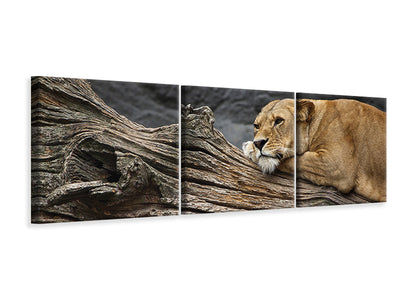 panoramic-3-piece-canvas-print-dreaming-lioness